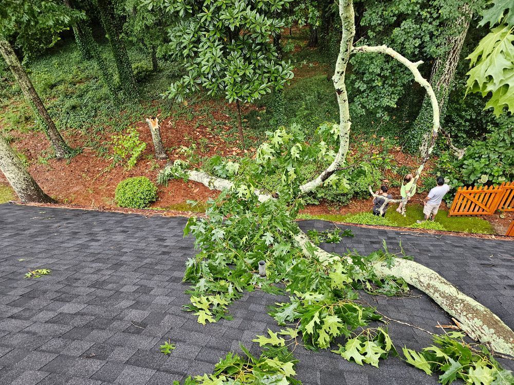 Tree branch fallen on a dark gray shingle roof, with a grassy hillside and people in the background.